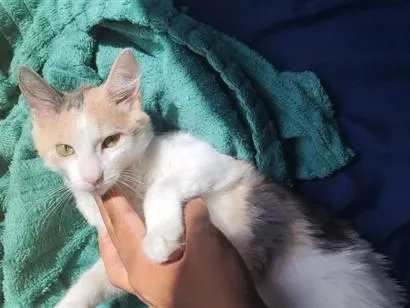 Gato raça SRD-ViraLata idade 2 a 6 meses nome Bomí