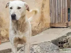 Cachorro raça SRD-ViraLata idade 4 anos nome Toni 