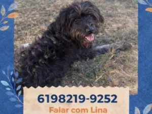 Cachorro raça SRD-ViraLata idade 1 ano nome trovão 