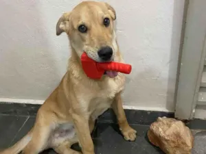 Cachorro raça SRD-ViraLata idade 4 anos nome Bento