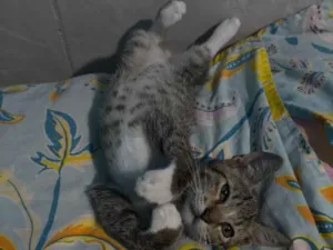 Gato raça SRD-ViraLata idade Abaixo de 2 meses nome scar 