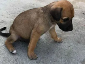 Cachorro raça SRD-ViraLata idade Abaixo de 2 meses nome mileide