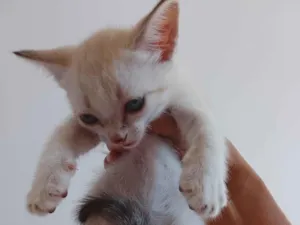 Gato raça SRD-ViraLata idade 2 a 6 meses nome BRANQUINHO
