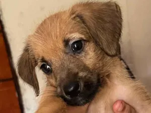 Cachorro raça SRD-ViraLata idade Abaixo de 2 meses nome Amora