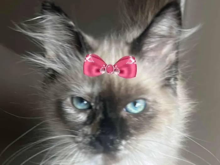 Gato raça Siamês idade 2 a 6 meses nome Pedrita 