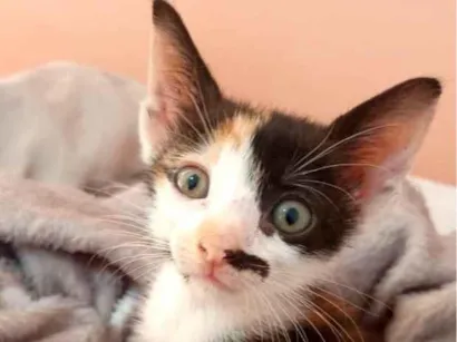 Gato raça SRD-ViraLata idade Abaixo de 2 meses nome Lulu