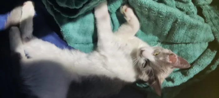 Gato raça SRD-ViraLata idade 2 a 6 meses nome Topokí