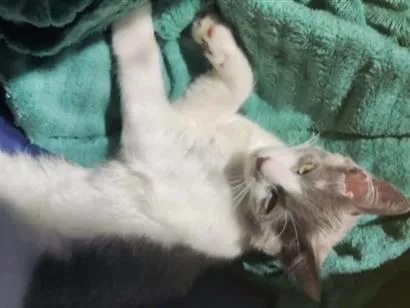 Gato raça SRD-ViraLata idade 2 a 6 meses nome Topokí