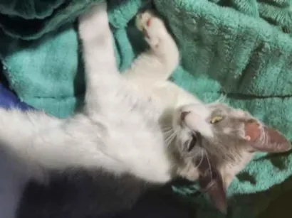 Gato raça SRD-ViraLata idade 2 a 6 meses nome Topokí