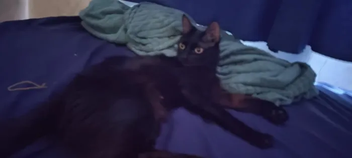 Gato raça SRD-ViraLata idade 1 ano nome Yume