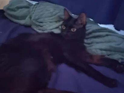 Gato raça SRD-ViraLata idade 1 ano nome Yume