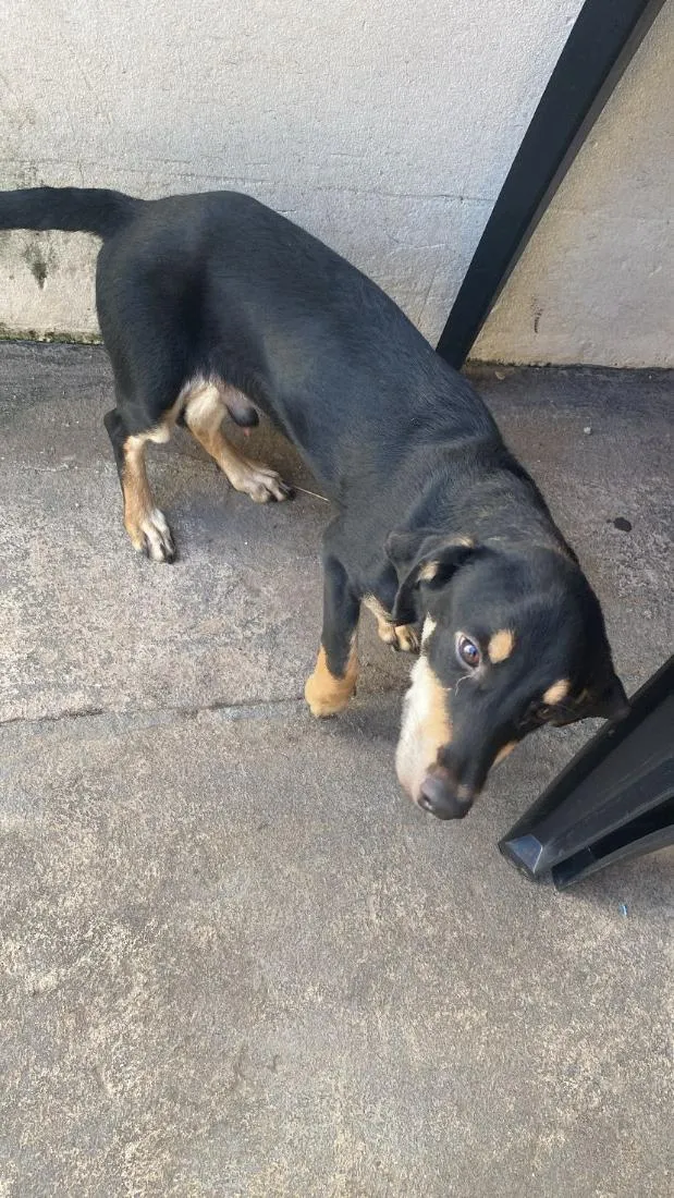 Cachorro raça SRD-ViraLata idade 7 a 11 meses nome nilo