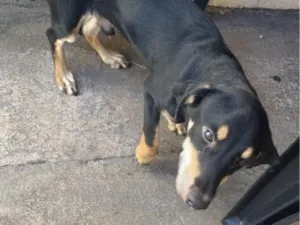 Cachorro raça SRD-ViraLata idade 7 a 11 meses nome nilo