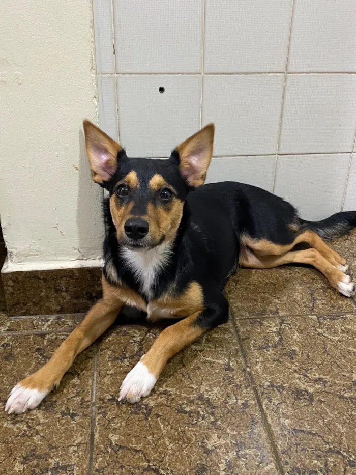 Cachorro raça SRD-ViraLata idade 2 a 6 meses nome Pitty