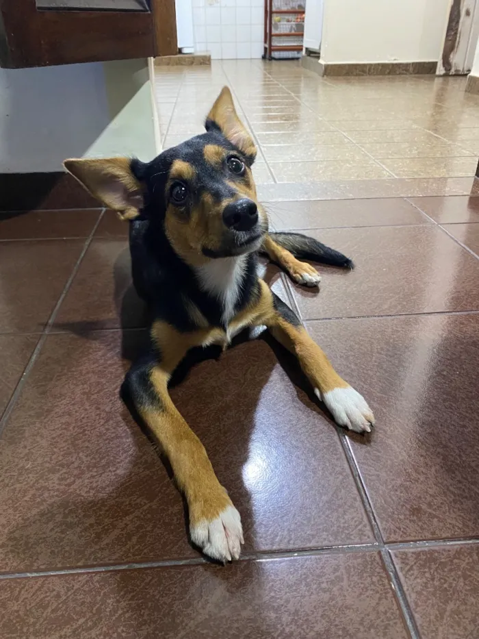 Cachorro raça SRD-ViraLata idade 2 a 6 meses nome Pitty