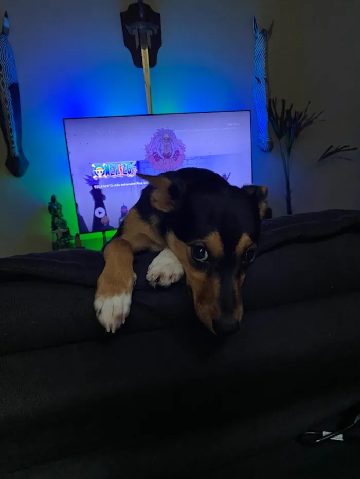 Cachorro raça SRD-ViraLata idade 2 a 6 meses nome Pitty