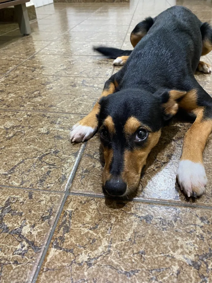 Cachorro raça SRD-ViraLata idade 2 a 6 meses nome Pitty