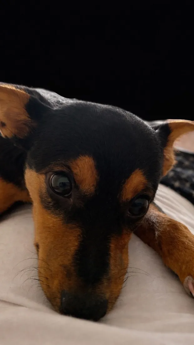 Cachorro raça SRD-ViraLata idade 2 a 6 meses nome Pitty