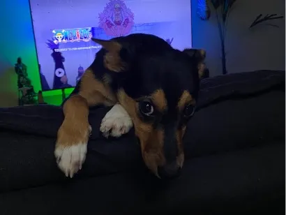 Cachorro raça SRD-ViraLata idade 2 a 6 meses nome Pitty