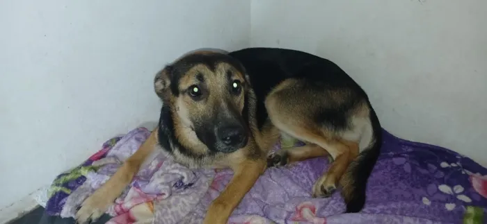 Cachorro raça Pastor Alemão idade 7 a 11 meses nome Roffous