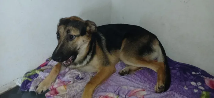 Cachorro raça Pastor Alemão idade 7 a 11 meses nome Roffous