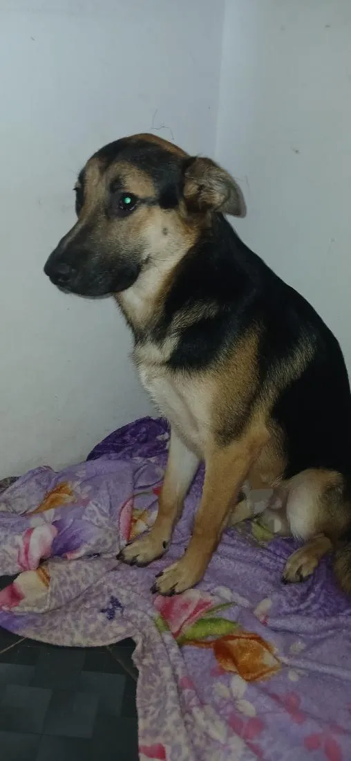 Cachorro raça Pastor Alemão idade 7 a 11 meses nome Roffous