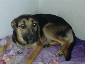 Cachorro raça Pastor Alemão idade 7 a 11 meses nome Roffous