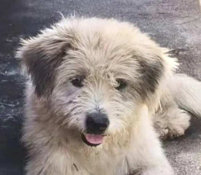 Cachorro raça Shitzu idade 7 a 11 meses nome Boby 