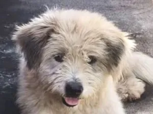 Cachorro raça Shitzu idade 7 a 11 meses nome Boby 