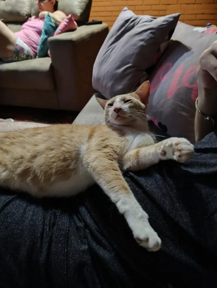 Gato raça SRD-ViraLata idade 1 ano nome Cadu