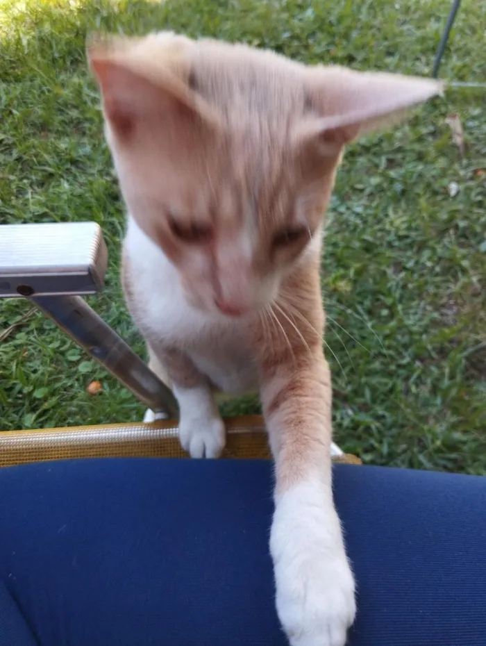 Gato raça SRD-ViraLata idade 1 ano nome Cadu