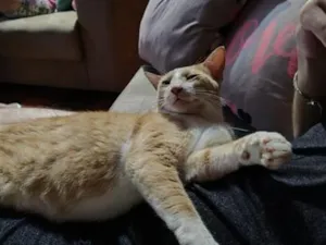 Gato raça SRD-ViraLata idade 1 ano nome Cadu