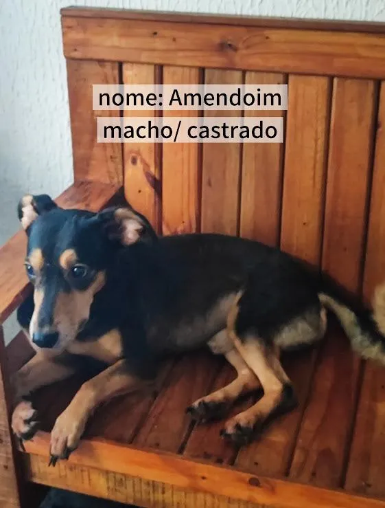 Cachorro raça SRD-ViraLata idade 2 anos nome Amendoim