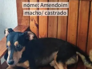 Cachorro raça SRD-ViraLata idade 2 anos nome Amendoim