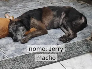 Cachorro raça SRD-ViraLata idade 3 anos nome Jerry