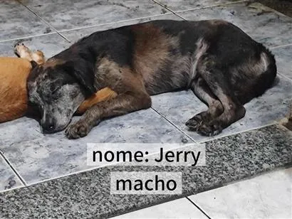 Cachorro raça SRD-ViraLata idade 3 anos nome Jerry