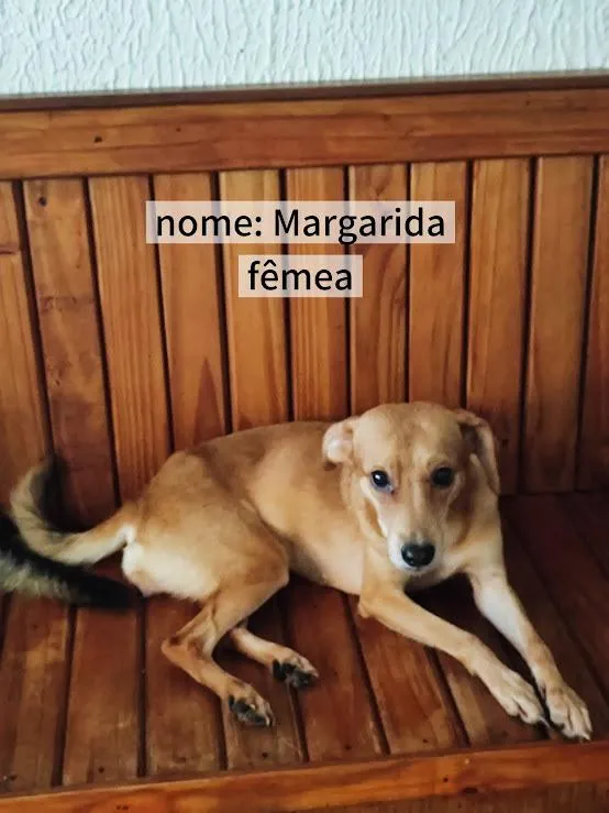 Cachorro raça SRD-ViraLata idade 3 anos nome Margarida