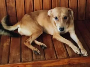 Cachorro raça SRD-ViraLata idade 3 anos nome Margarida