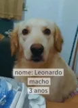 Leonardo