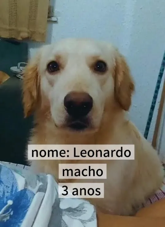Cachorro raça SRD-ViraLata idade 3 anos nome Leonardo