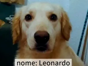Cachorro raça SRD-ViraLata idade 3 anos nome Leonardo