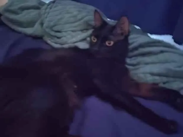 Gato raça SRD-ViraLata idade 1 ano nome Yume