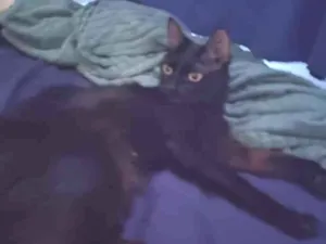 Gato raça SRD-ViraLata idade 1 ano nome Yume