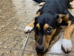 Cachorro raça SRD-ViraLata idade 2 a 6 meses nome Pitty