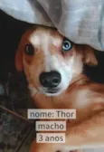 Thor