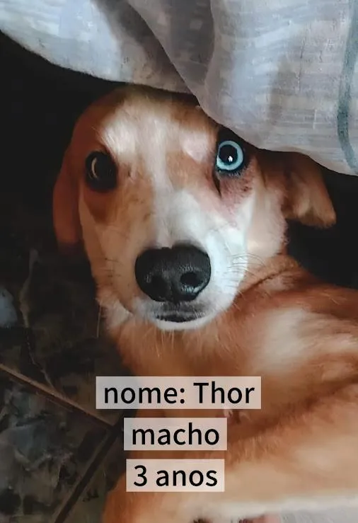 Cachorro raça SRD-ViraLata idade 3 anos nome Thor