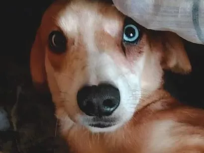 Cachorro raça SRD-ViraLata idade 3 anos nome Thor