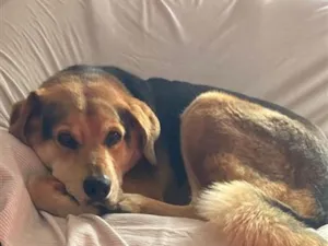 Cachorro raça SRD-ViraLata idade 6 ou mais anos nome Doug Djog