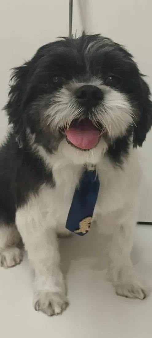 Cachorro raça Shitzu idade 4 anos nome Piter