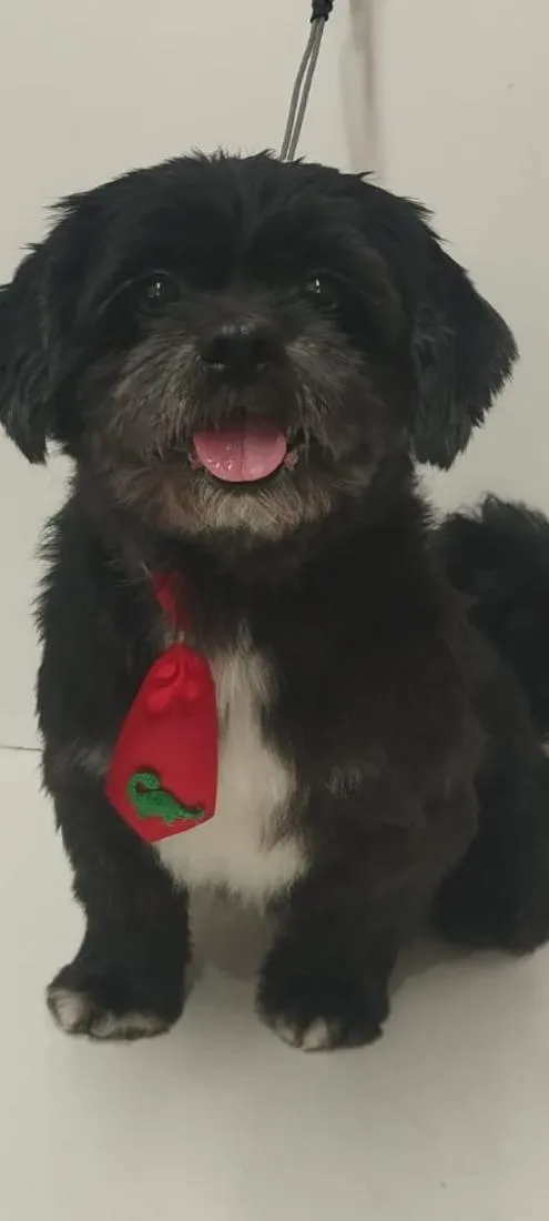 Cachorro raça Shitzu idade 4 anos nome Bono Vox